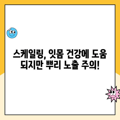 스케일링 후 치아 뿌리 노출, 이렇게 예방하세요! | 치아 뿌리 노출 원인, 스케일링 주기, 치아 관리 팁